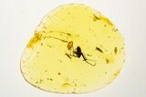 Top Quality Fossil Assassin Spider (Archaeidae) In Amber - Rare! #330725-1